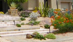 Landscape Design Phoenix and Scottsdale