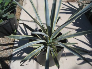 Tequilana Blue Agave