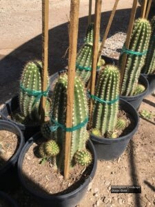 Argentine Giant thumbnail
