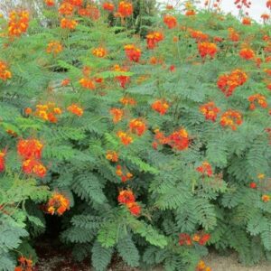 pride-of-barbados