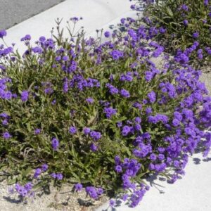 rigid verbena