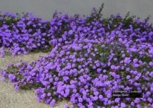 Purple Trailing Lantana thumbnail