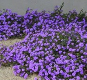 trailing-lantana
