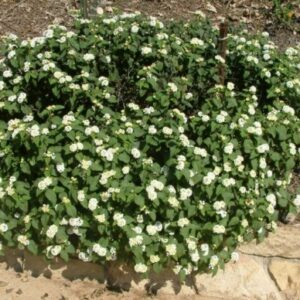 white-trailing-lantana