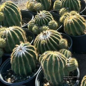 Balloon Cactus