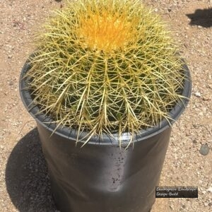 Big Golden Barrel Cactus