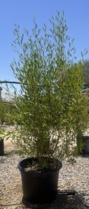 Hopseed Bush 15gallon thumbnail