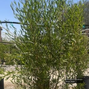 Green Hopseed Bush