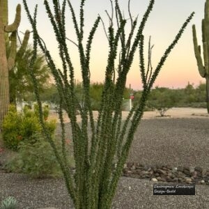 Ocotillo