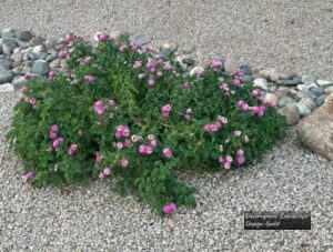 Purple Lantana thumbnail
