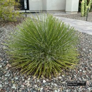 Serrated Desert Spoon