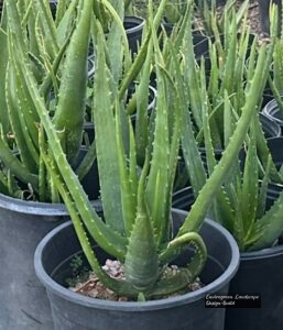 Starfish Aloe thumbnail