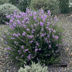 Texas Sage