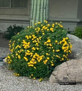 Yellow Lantana thumbnail