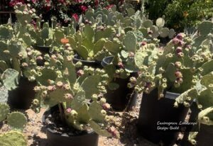 Prickly Pear thumbnail