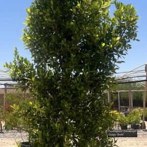 Ficus - Indian Laurel